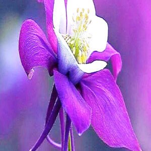 The Flower of Ethics